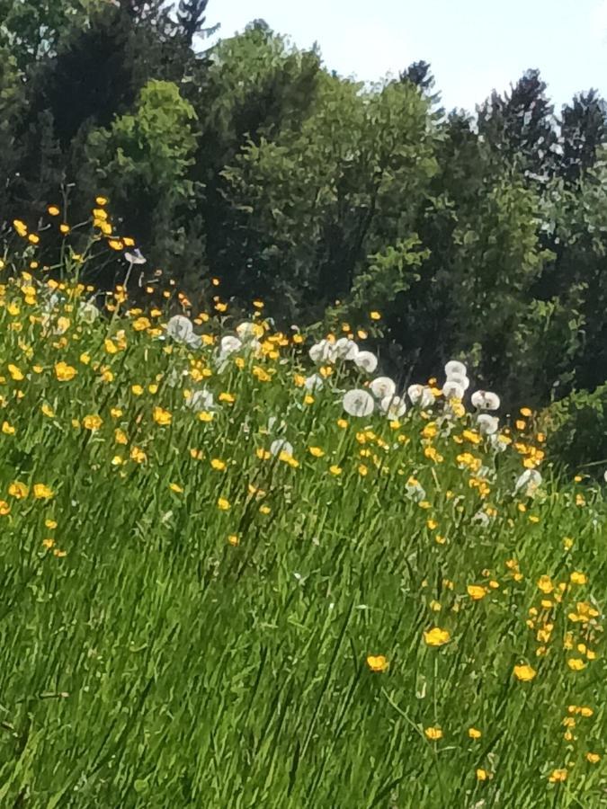 Hideaway Lägenhet Zell am Moos Exteriör bild